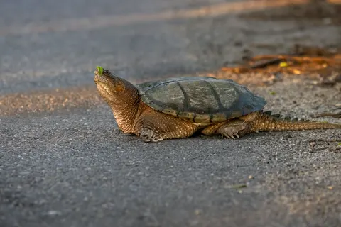 Swimming Turtle 4K Wallpaper · underwater · 3840×2561