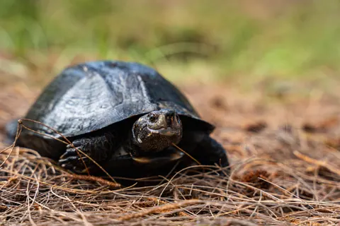 Swimming Turtle 4K Wallpaper · underwater · 3840×2560