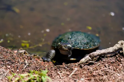 Swimming Turtle 4K Wallpaper · underwater · 3840×2560