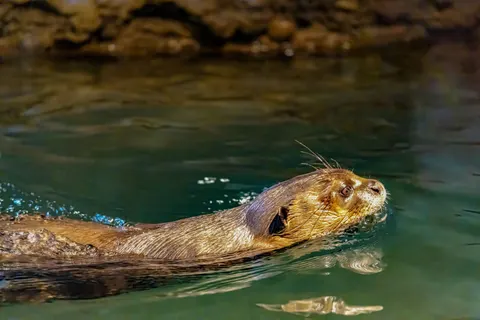 Swimming Turtle 4K Wallpaper · underwater · 3840×2560