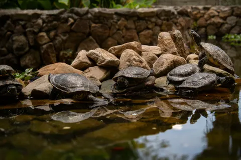 Swimming Turtle 4K Wallpaper · underwater · 3840×2560