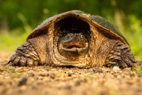 Swimming Turtle 4K Wallpaper · underwater · 3840×2560