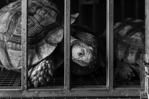 Swimming Turtle 4K Wallpaper · underwater · 3840×2560