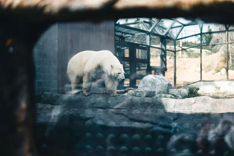 Polar Bear 4K Wallpaper · animals · 3840×2561