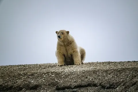 Polar Bear 4K Wallpaper · animals · 3840×2560