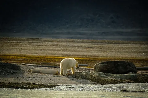 Wallpaper Beruang Kutub 4K · animals · 3840×2560