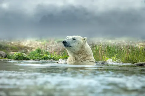 北極熊 4K桌布 · animals · 3840×2560