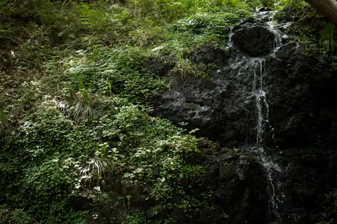 Forest Waterfall 4K Wallpaper · waterfall · 3840×2560