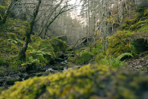 Orman Şelalesi 4K Duvar Kağıdı · waterfall · 3840×2560