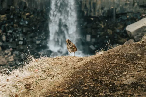 Iceland Falls 4K Wallpaper · waterfall · 3840×2561