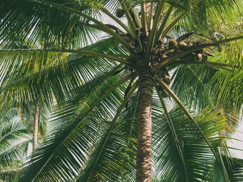 Tropical Paradise 4K Wallpaper · tropical · 3840×2880