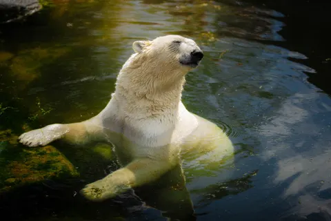 Polar Bear 4K Wallpaper · animals · 3840×2560