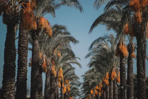 Обои Пальмы 4K · tropical · 3840×2560