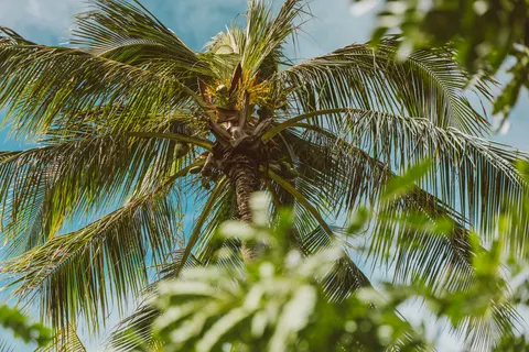 والپیپر درختان نخل با کیفیت 4K · tropical · 3840×2560