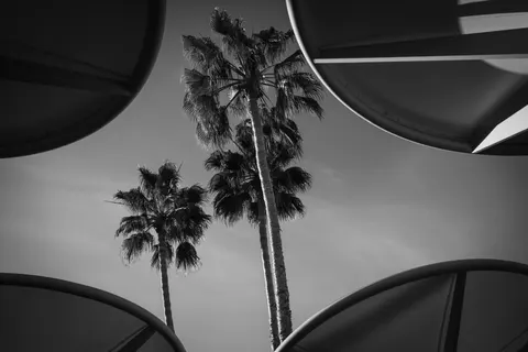 Palm Trees 4K Wallpaper · tropical · 3840×2560