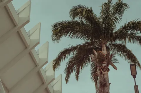 Palm Trees 4K Wallpaper · tropical · 3840×2553