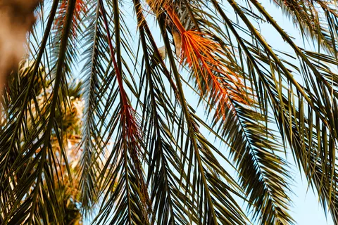 Palm Trees 4K Wallpaper · tropical · 3840×2560