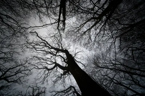 Dark Forest 4K Wallpaper · dark · 3840×2555