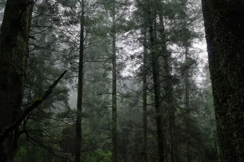 Dark Forest 4K Wallpaper · dark · 3840×2563