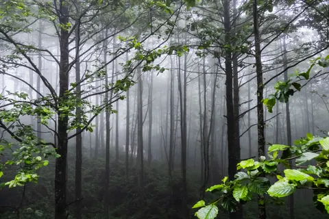 Dark Forest 4K Wallpaper · dark · 3840×2560