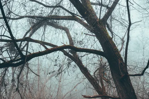 Dark Forest 4K Wallpaper · dark · 3840×2560