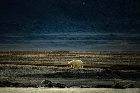 Polar Bear 4K Wallpaper · animals · 3840×2560