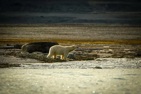 Polar Bear 4K Wallpaper · animals · 3840×2560
