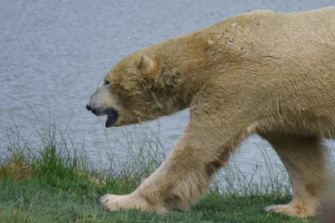 Polar Bear 4K Wallpaper · animals · 3840×2560