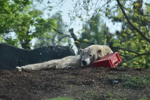 Polar Bear 4K Wallpaper · animals · 3840×2560