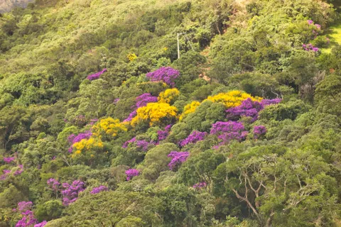 Aerial Forest 4K Wallpaper · aerial · 3840×2560