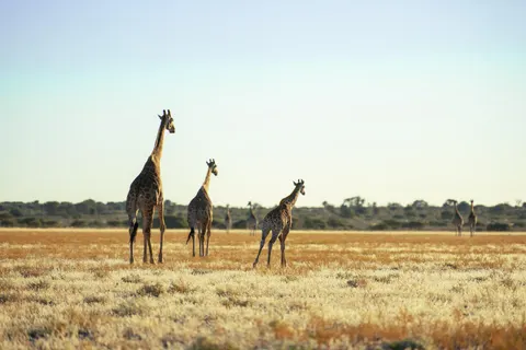 Zürafa 4K Duvar Kağıdı · animals · 3840×2563