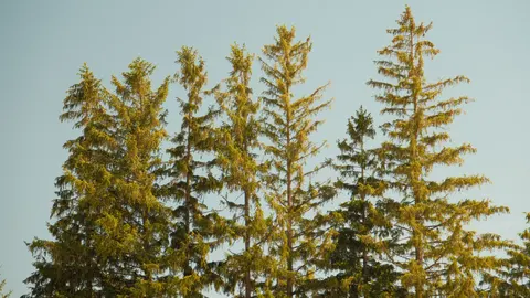Aerial Forest 4K Wallpaper · aerial · 3840×2159