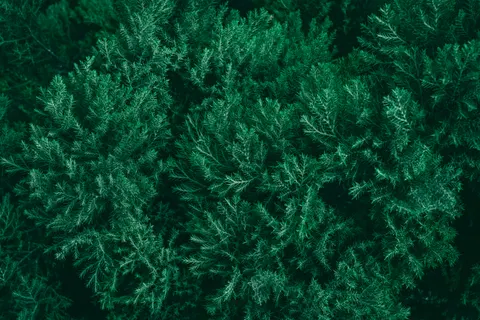 Aerial Forest 4K Wallpaper · aerial · 3840×2560