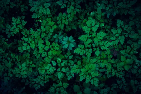 Aerial Forest 4K Wallpaper · aerial · 3840×2560