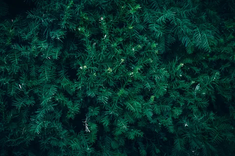 Aerial Forest 4K Wallpaper · aerial · 3840×2560