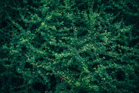 Aerial Forest 4K Wallpaper · aerial · 3840×2560