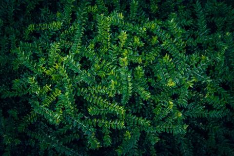 Aerial Forest 4K Wallpaper · aerial · 3840×2560