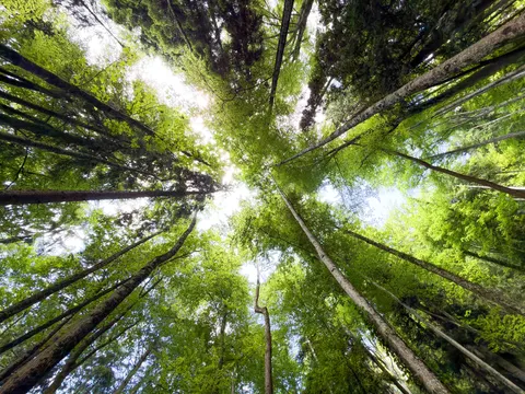 Aerial Forest 4K Wallpaper · aerial · 3840×2880