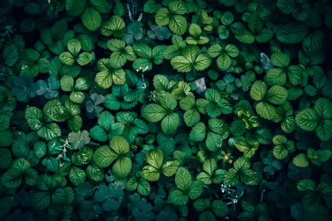 Aerial Forest 4K Wallpaper · aerial · 3840×2560