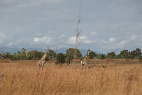 Sfondo Giraffa 4K · animals · 3840×2560