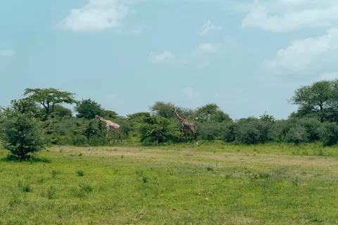 Giraffe 4K Wallpaper · animals · 3840×2560