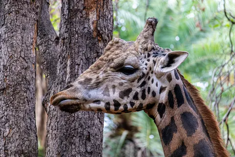 Sfondo Giraffa 4K · animals · 3840×2560