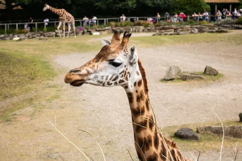 Sfondo Giraffa 4K · animals · 3840×2560
