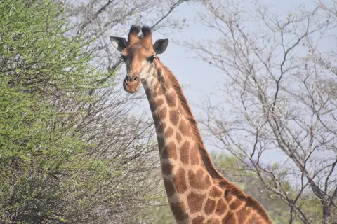 Giraffe 4K Wallpaper · animals · 3840×2560