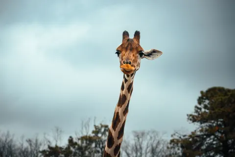 长颈鹿 4K壁纸 · animals · 3840×2560