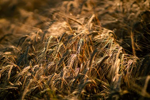 Countryside Field 4K Wallpaper · nature · 3840×2560