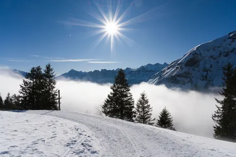 Snowy Forest 4K Wallpaper · winter · 3840×2558