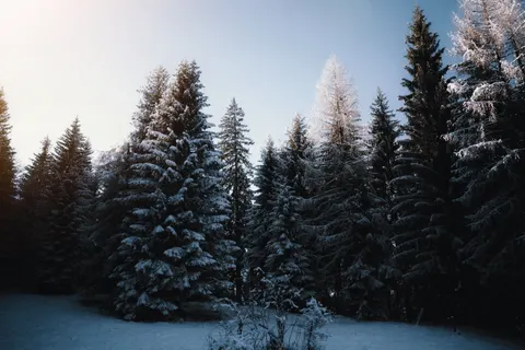 Papel de parede Floresta nevada 4K · winter · 3840×2560