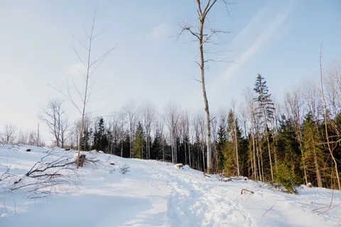 Snowy Forest 4K Wallpaper · winter · 3840×2560