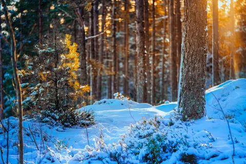 Snowy Forest 4K Wallpaper · winter · 3840×2562